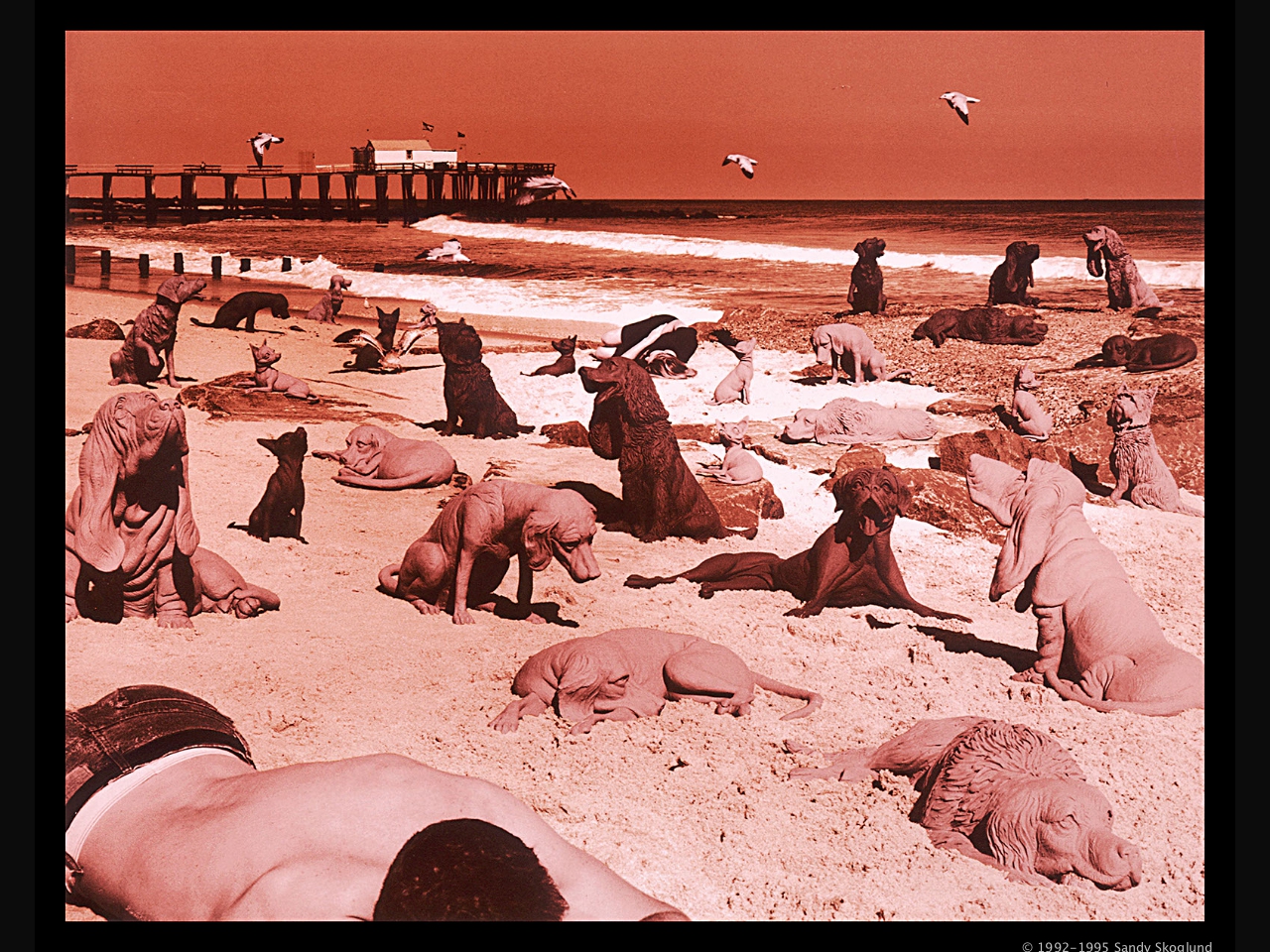 DOGS ON THE BEACH